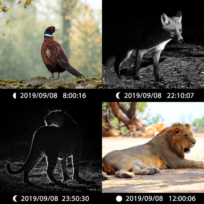Caméra de chasse infrarouge 30MP1080P Caméras de jeu à double objectif pour piège de faune en plein air Caméra IR imperméable à l'eau 940nm 6