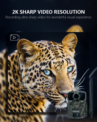 2024 Dernière caméra d'essai sans fil 4G KW896 30MP 0.15s vitesse de déclenchement 100 pieds portée de nuit imperméable à l'eau IP65 caméra de chasse