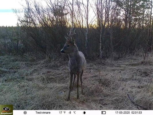 Caméra de chasse 4G KW895 avec APP 2K FHD Vidéo image 30MP imperméable à l'eau IP67 jusqu'à 512 Go de stockage pour la recherche sur la faune