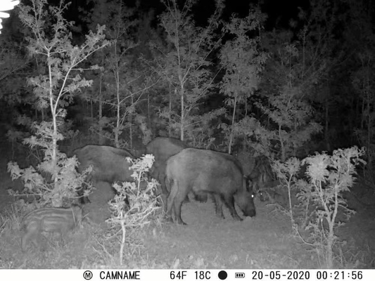 KW571 Mini Caméra de chasse sans fil IP67 Sensor CMOS sans éclairage Carte SD Jeu furtif de forêt pas cher bas