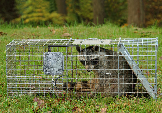 Des caméras de chasse HD sans fil