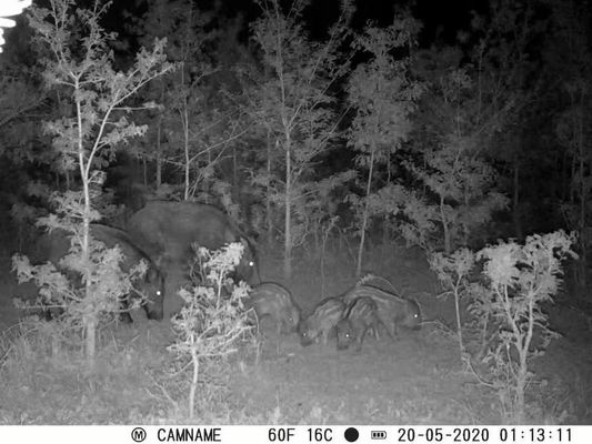 Caméra de chasse IP67 sans éclat avec support de micro-objectif de 450 mm et caméras de chasse HD d'intervalle 1s-60m