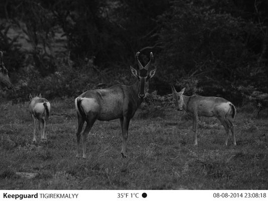 Pleine caméra de traînée de vision nocturne de caméra de jeux de HD 1080P 12MP Stealth Cam Hunting