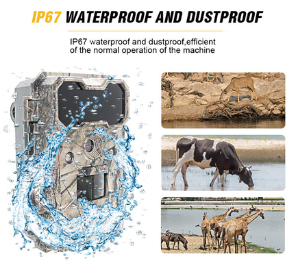 Caméras de chasse infrarouges HD Caméra de surveillance de la faune 4G étanche